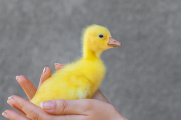 A woman is holding a yellow little duckling in the palm of a hand on a green background. An employee of a poultry farm inspects a new batch of ducklings