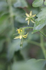 Tomato Garden