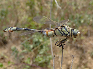 dragonfly in closeup