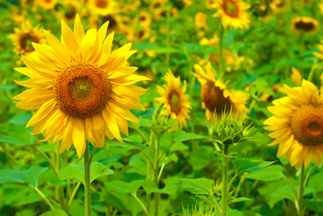 sunflower