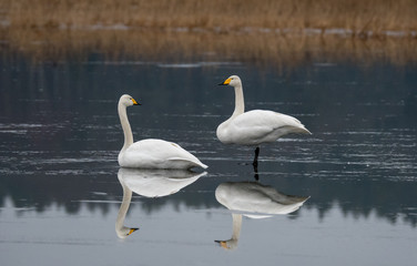 two swans together on the ice