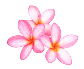 Obraz premium Frangipani flower on white background
