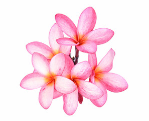  Frangipani flower isolated on white background