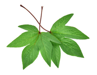 Roselle Leaves on white background
