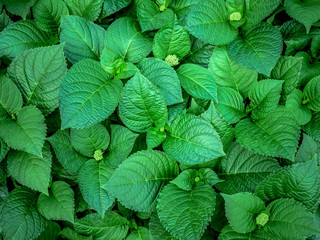  background texture green ivy bush wall in garden