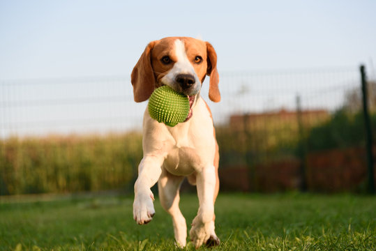 Dog beagle purebred running with a green ball on grass outdoors towards camera summer sunny day on green grass