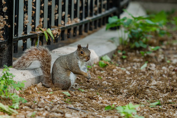 Squirrel sitting on a pile of leaves at a fence in the park