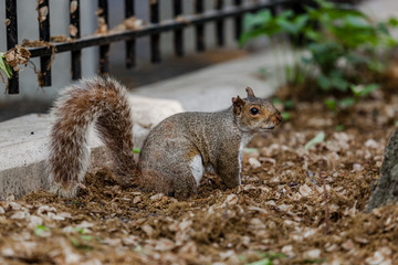 Squirrel sitting on a pile of leaves at a fence in the park