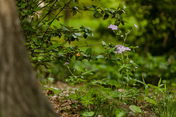 Green bush in central park new york city