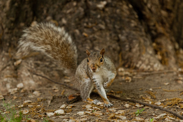 Squirrel posing for the camera in the park in new york city
