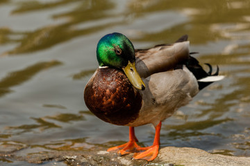 Male duck is grooming himself standing on a rock
