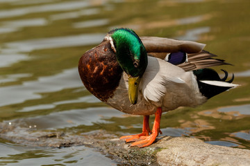 Male duck is grooming himself standing on a rock