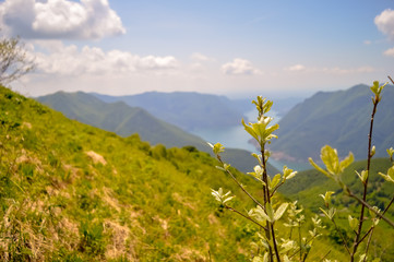 Obraz premium A flower in the forground of a scenic background with clouds, blue sky, green hills and blue ridge river with focus on the flower