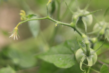 Tomato Garden