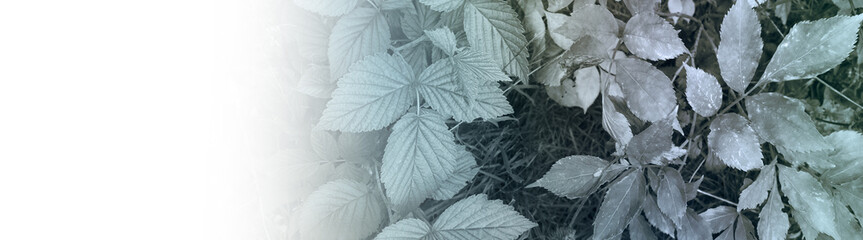 foliage © neurostructure
