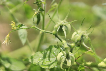 Tomato Garden