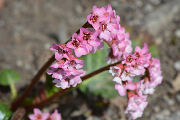 Pink flowers