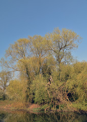 Fototapeta premium Epping Forest
