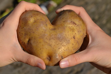 Heart-shaped potato in hands - love hidden in the earth