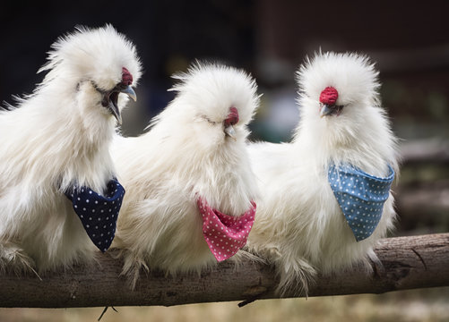 Close up view of three white fluffy feather American Silkie Chicken roosters clinging on timber in henhouse have different action in different wearing color