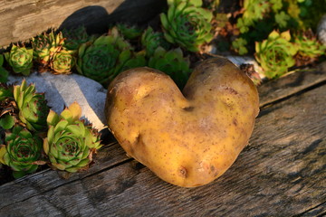 Heart-shaped potato on a wooden board next to white stone and Sempervivum