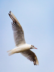Flying Seagull