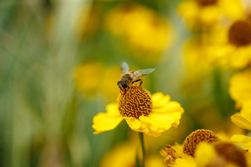 Fly on a yellow flower