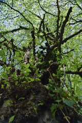 Fototapeta premium Epping Forest