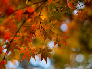 Autumn Leaves