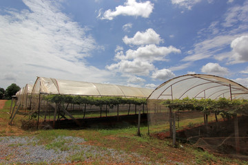 Obraz premium grape farm in countryside