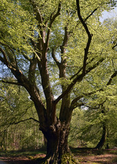 Epping Forest