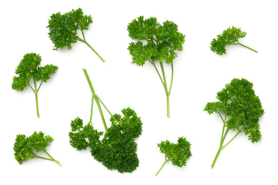 Leaves of Parsley Isolated on White Background