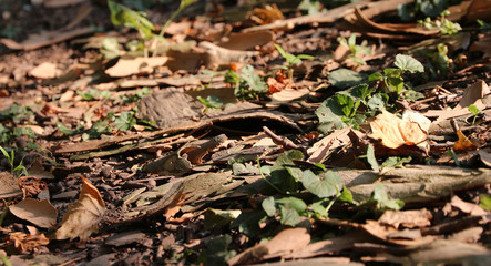 tree bark and dead leaves - Autumn