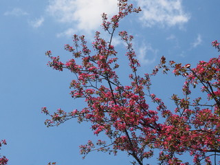 Bloom