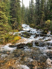 Beautiful clear river flowing through the forests of the Canadian Rockies in Alberta, Canada