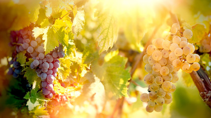 Grape - white and red grapes (Riesling wine grape) on vines, on grapevine in vineyard 
 - obrazy, fototapety, plakaty