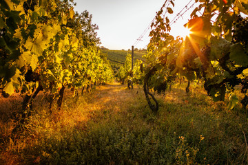 Vineyards at sunrise on a summer day. Sunbeams shining through the vineyard.