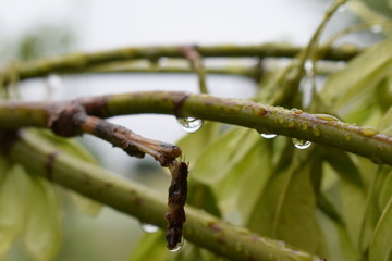 A drop of rain on a leaf from a tree