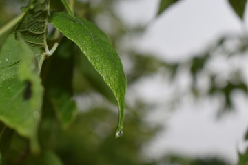 A drop of rain on a leaf from a tree