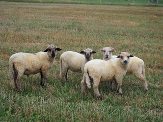 Sheep
