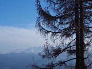 Spruce