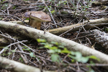 Edible mushroom in needles.