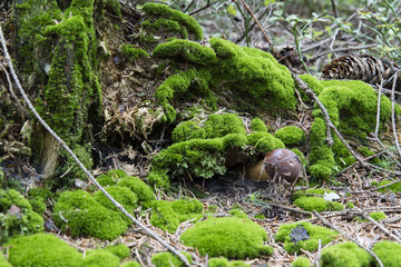 Boletus edible in moss.