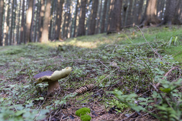 Boletus in blueberry.
