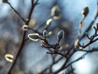 Fuzzy Buds in Spring Sunshine