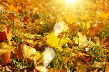 Dry maple fallen leaves on green grass against sun light
