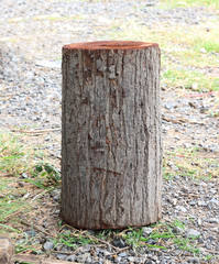 old tree stump in the park