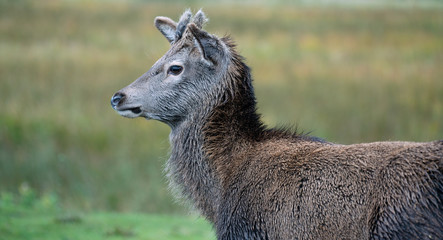 Deer