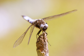 Libellule d&eacute;prim&eacute;e