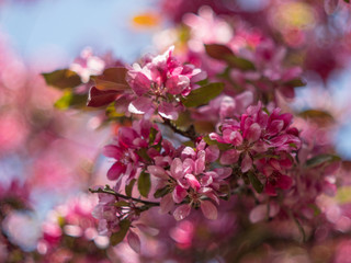 Pink Blossom